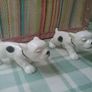 Two Spotty Pups Image 2