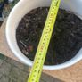 pot Image 2