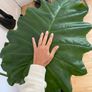 large plant elephants ear Image 3