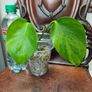 No.6 Monstera Green on Green Image 2