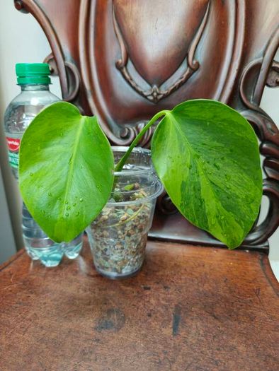 No.6 Monstera Green on Green