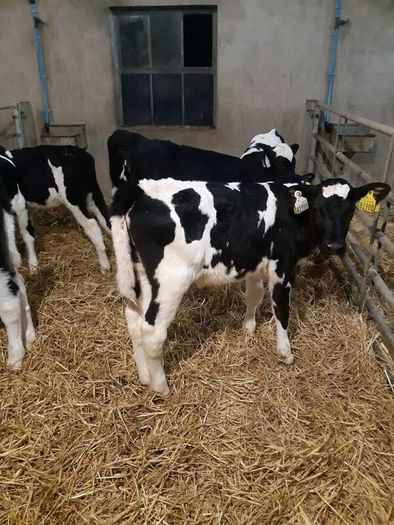 Top quality hol and fr hiefer calves