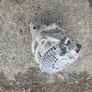 Mazda 3, 6, cx5 2.2d skyactiv alternator Image 2