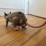 Transformers Beast Wars Masterpiece Rattrap MPG-15 Image 10