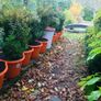 Box hedging (bushy) Image 2