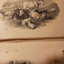 Early 19th century edition/ Clater's Every Man His Own Horse & Cattle Doctor/ Improved/ Miller & Co.Ltd Image 2