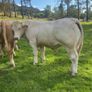 Pedigree Charolais bull Image 3