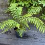 tree ferns - dicksonia antarctica Image 2