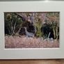 Mounted Original Photography - Wicklow Deer Image 3