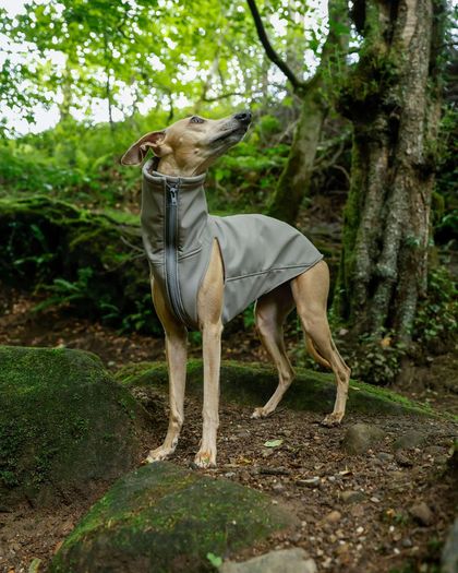 Whippet/Lurcher weather resistant fitted raincoat