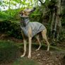 Whippet/Lurcher weather resistant fitted raincoat Image 8