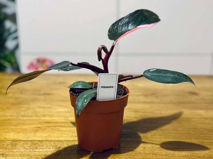 Philodendron Pink Princess in 12cm pot and 25cm in height