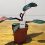 Philodendron Pink Princess in 12cm pot and 25cm in height Image 3
