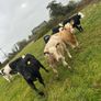 11 Super Heifer Calves Image 6