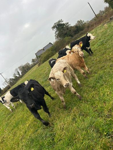 11 Super Heifer Calves
