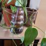 Plants set Image 6