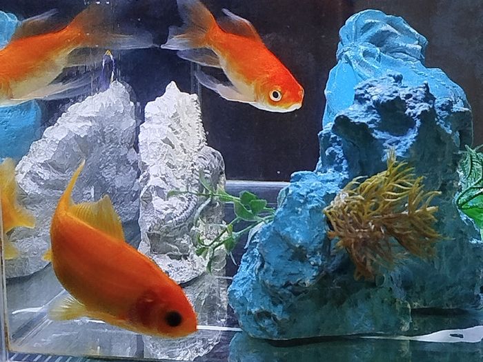 Fish tank