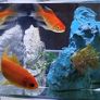 Fish tank Image 6