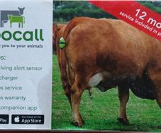 Calving sensor