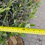 olive tree Image 4