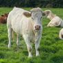 Quality CHX Heifers Mohill Mart Saturday 26th Sept Image 2