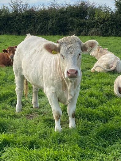 Quality CHX Heifers Mohill Mart Saturday 26th Sept