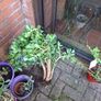 plant Image 2