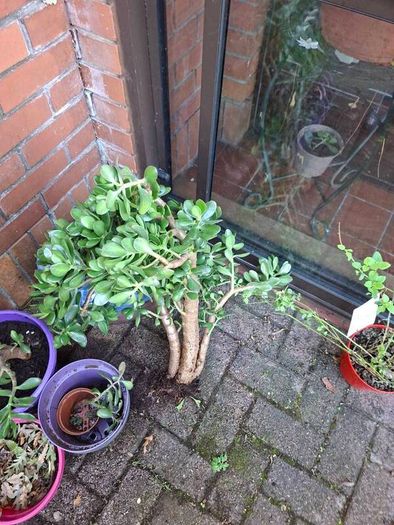 plant