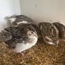 quail Image 3