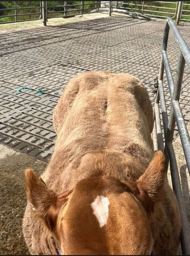 2 show calves for sale Gortatlea Mart