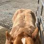 2 show calves for sale Gortatlea Mart 7.30pm. Image 5