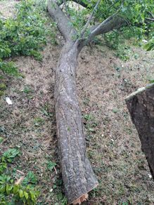 plum wood for carving