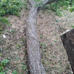 plum wood for carving