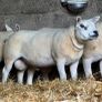 Texel shearlings Image 3