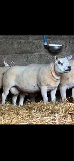 Texel shearlings