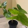 Flower indoor Philodendron Image 4