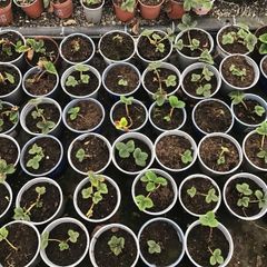 strawberry  plant