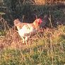 Pheasants 2026 Image 9