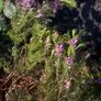 heather plants Image 3