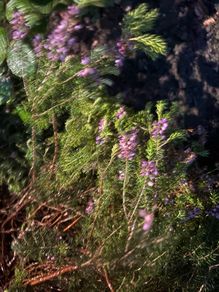 heather plants