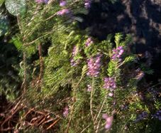 heather plants