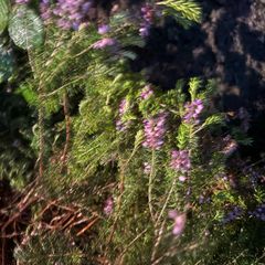 heather plants