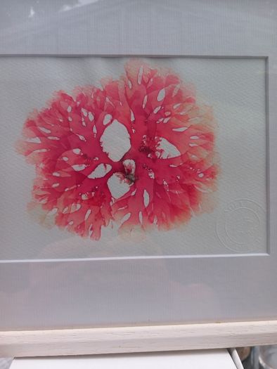 3 seaweed paintings, real seaweed, no post, D18