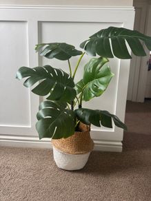 Plant and plant holder
