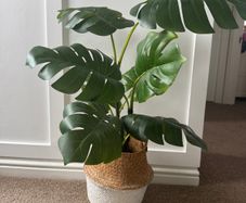 Plant and plant holder