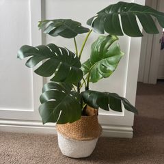 Plant and plant holder