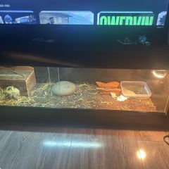 tortise