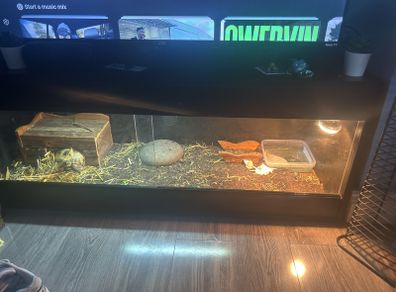 tortise