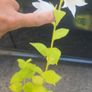 plants Image 4