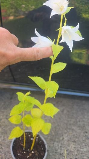 plants